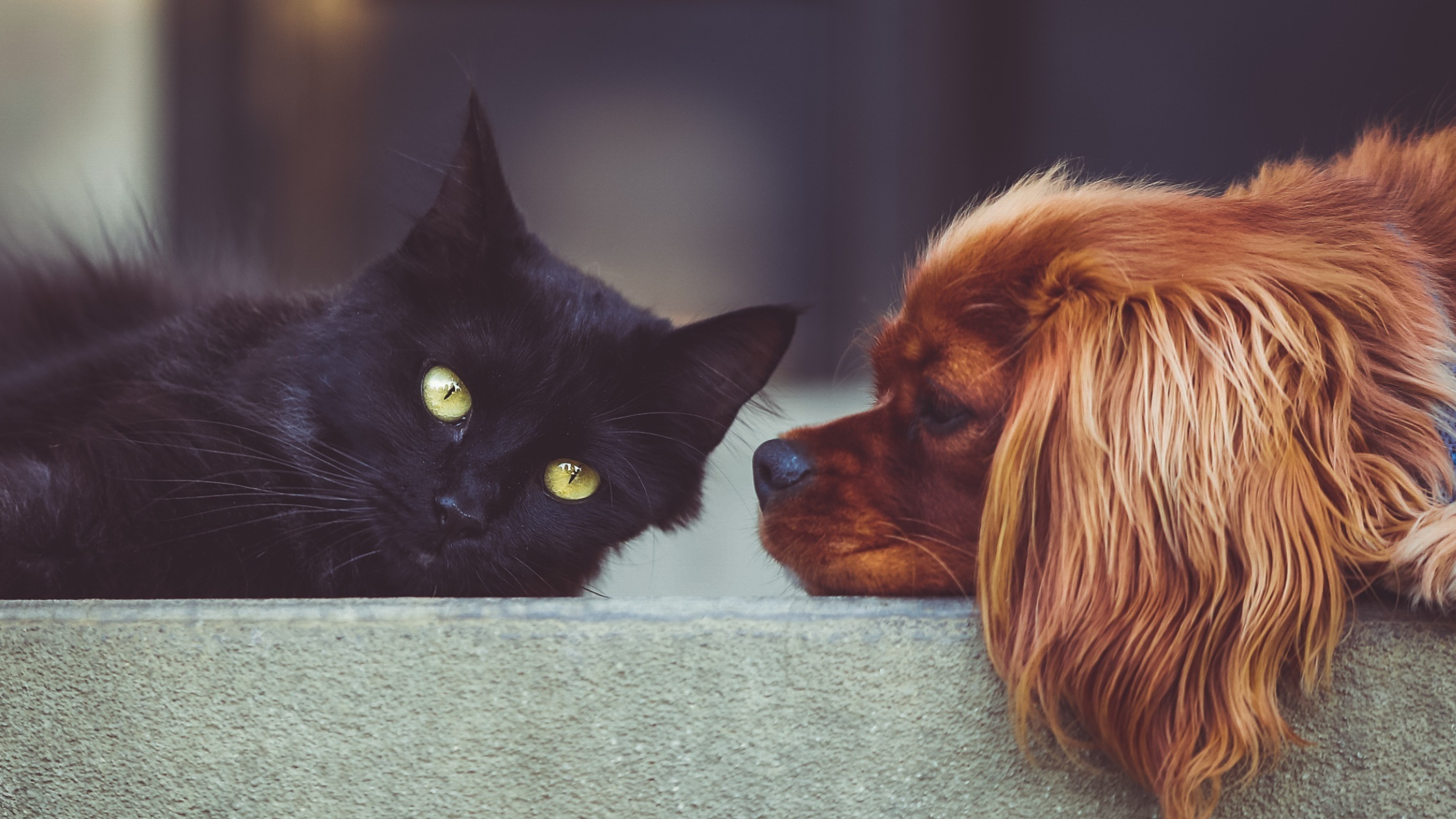 ĀæComo afecta el invierno a las mascotas?