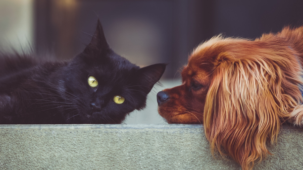 ¿Como afecta el invierno a las mascotas?