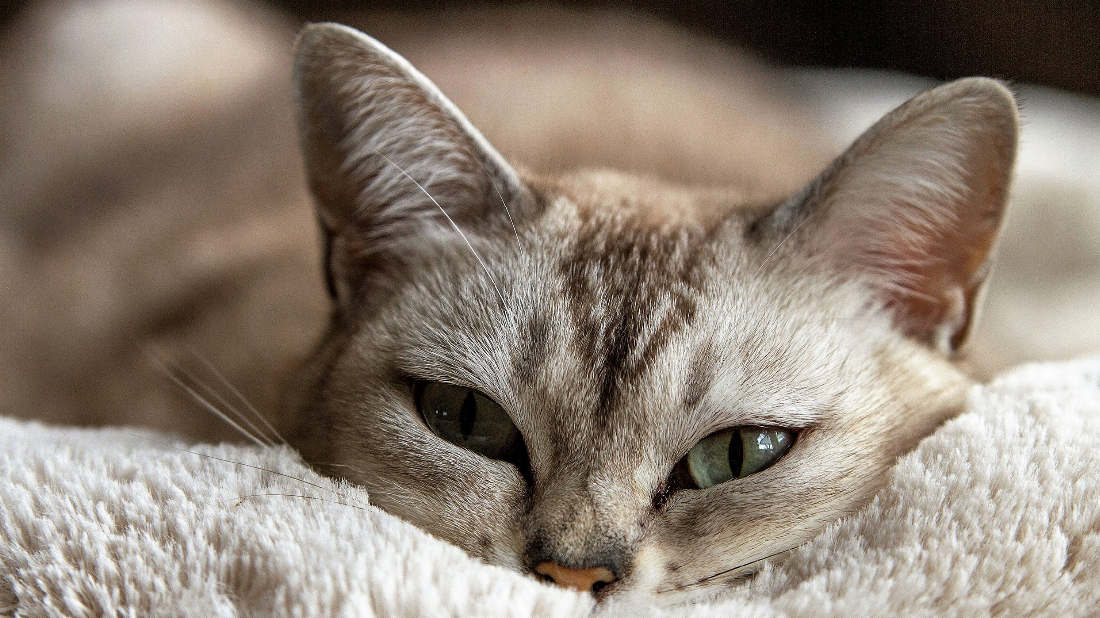 Are you going on vacation with your pet?