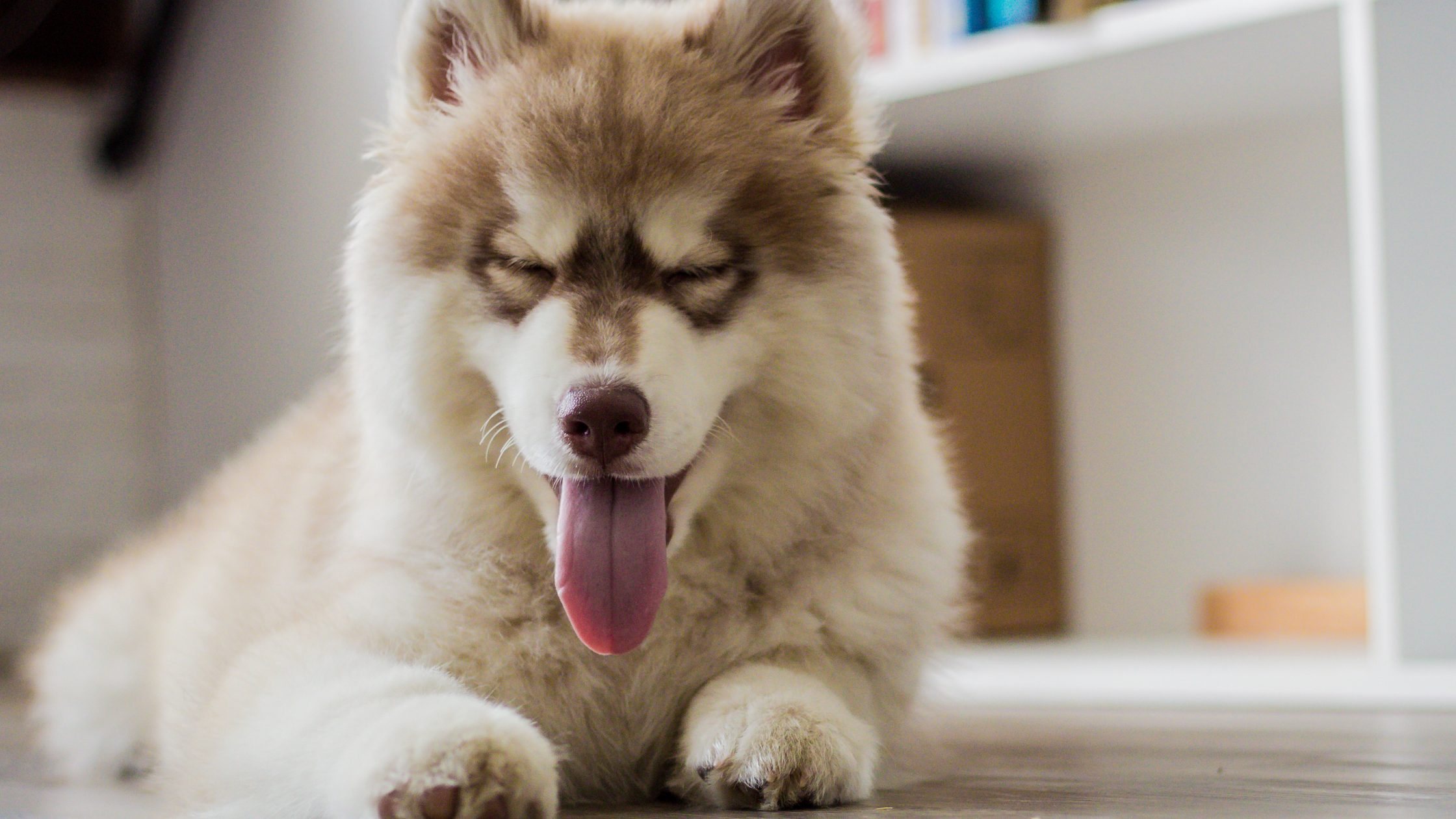 Antiparasitic pipettes