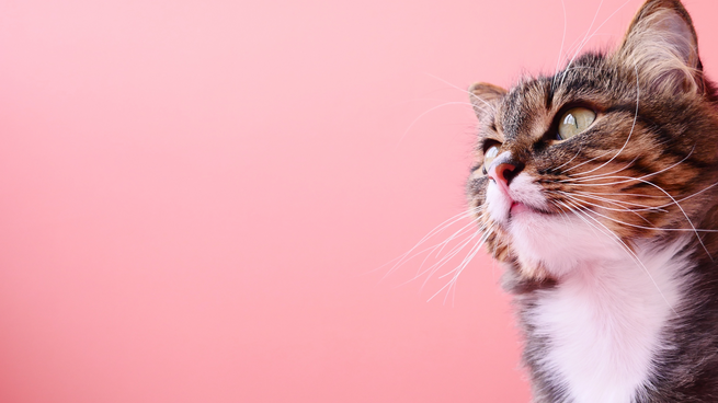 ¿Le estas proporcionando el pienso adecuado?