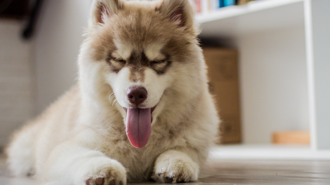 Antiparasitic pipettes